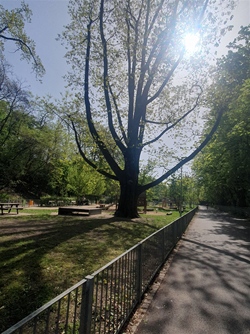 dub červený