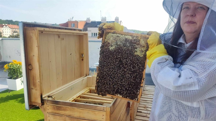 Střecha radnice Prahy 8 začala bzučet, do úlů se nastěhovaly včely