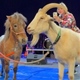 Den zvířat v Ládví pomáhal útulkům
